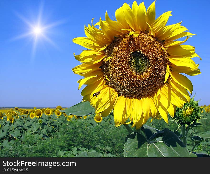 Sunflower Field