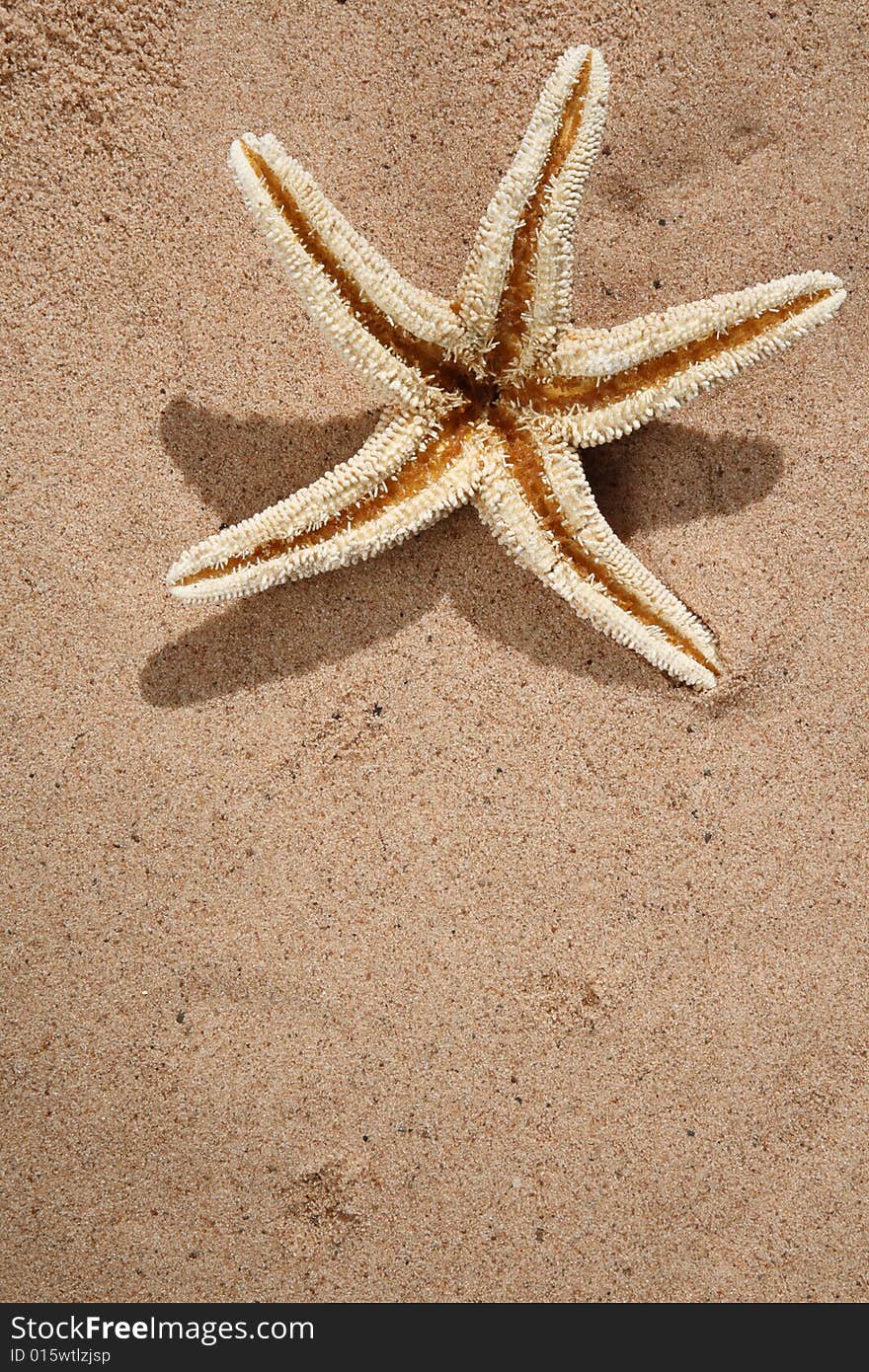 Starfish On A Beach Sand