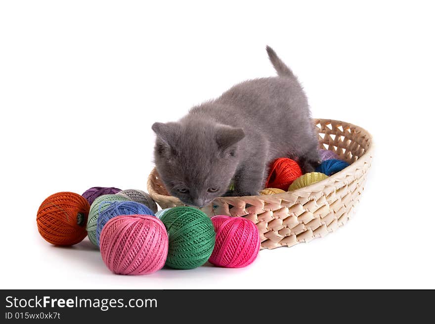 The kitten plays on a white background