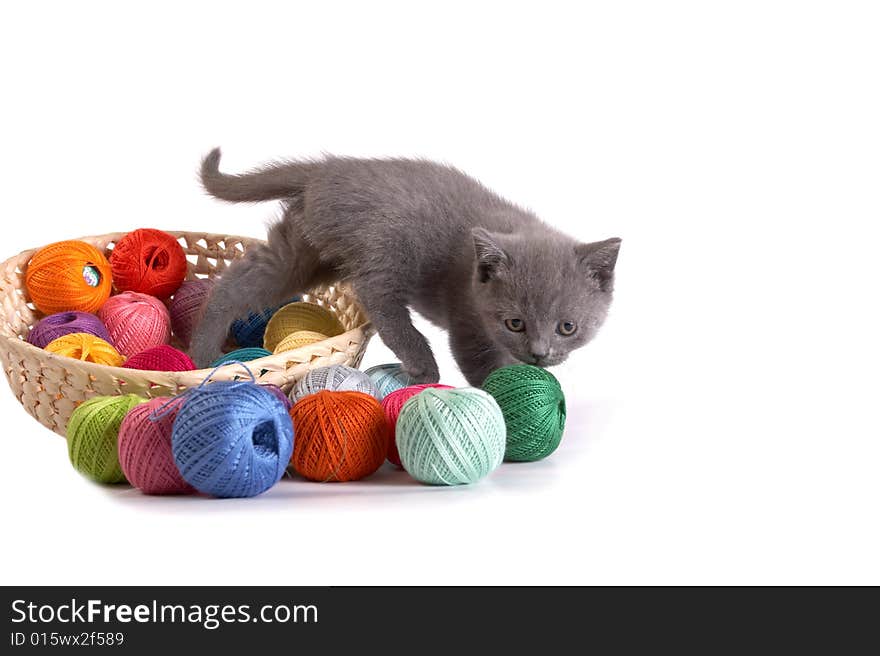 Kitten plays on a white background