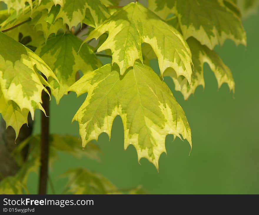 Green Leaves