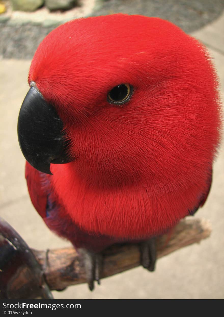 Talking red parrot at Manila Zoo.