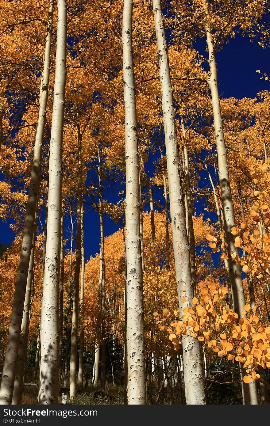 Vertical view of white bark and golden foliage of tall aspens in the fall. Vertical view of white bark and golden foliage of tall aspens in the fall