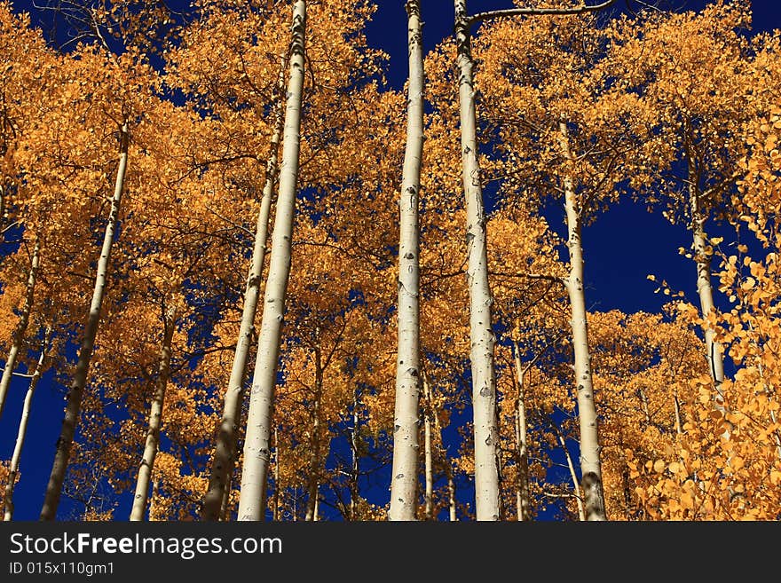 Horizontal view of white bark and golden foliage of tall aspens in the fall. Horizontal view of white bark and golden foliage of tall aspens in the fall