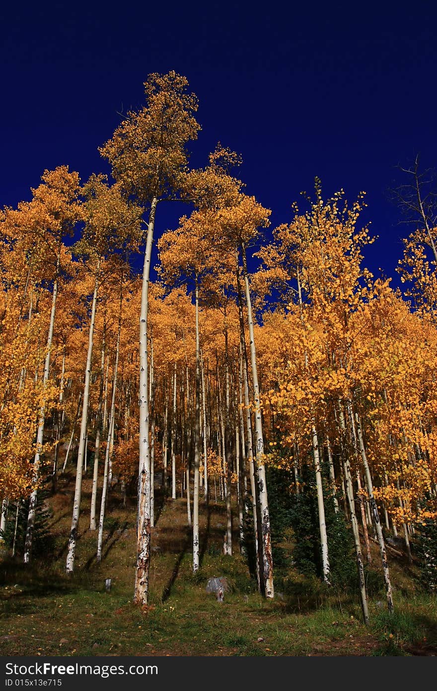 Vertical view of tall golden aspens on early fall morning. Vertical view of tall golden aspens on early fall morning