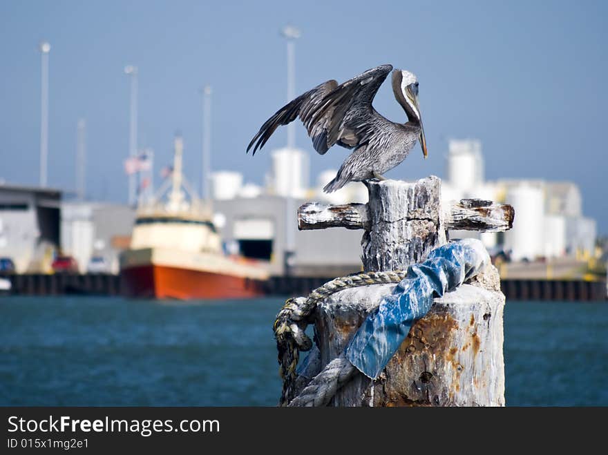 A brown pelican drying his feathers in the gulf breeze with port view in background. A brown pelican drying his feathers in the gulf breeze with port view in background.