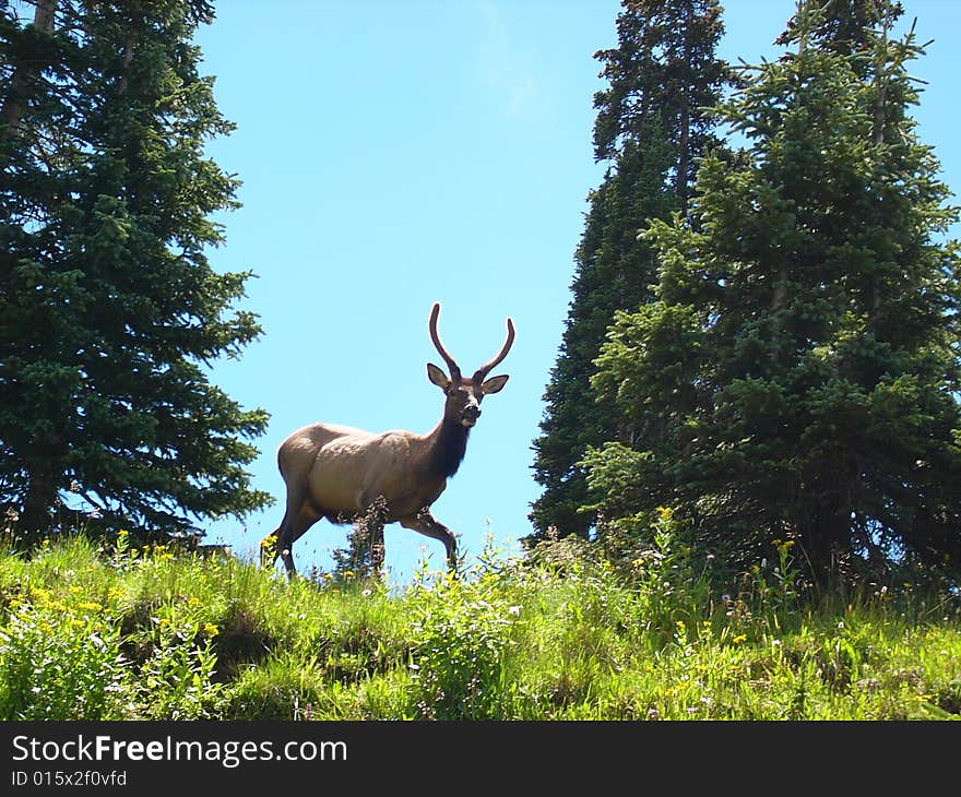 Spike Elk