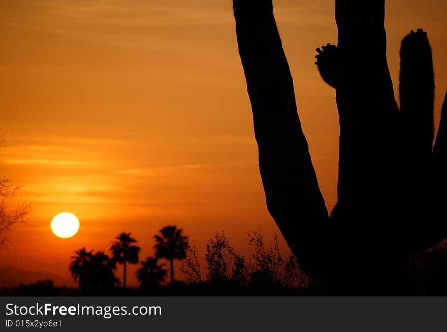 A saguaro back lit by a beautiful orange sunset