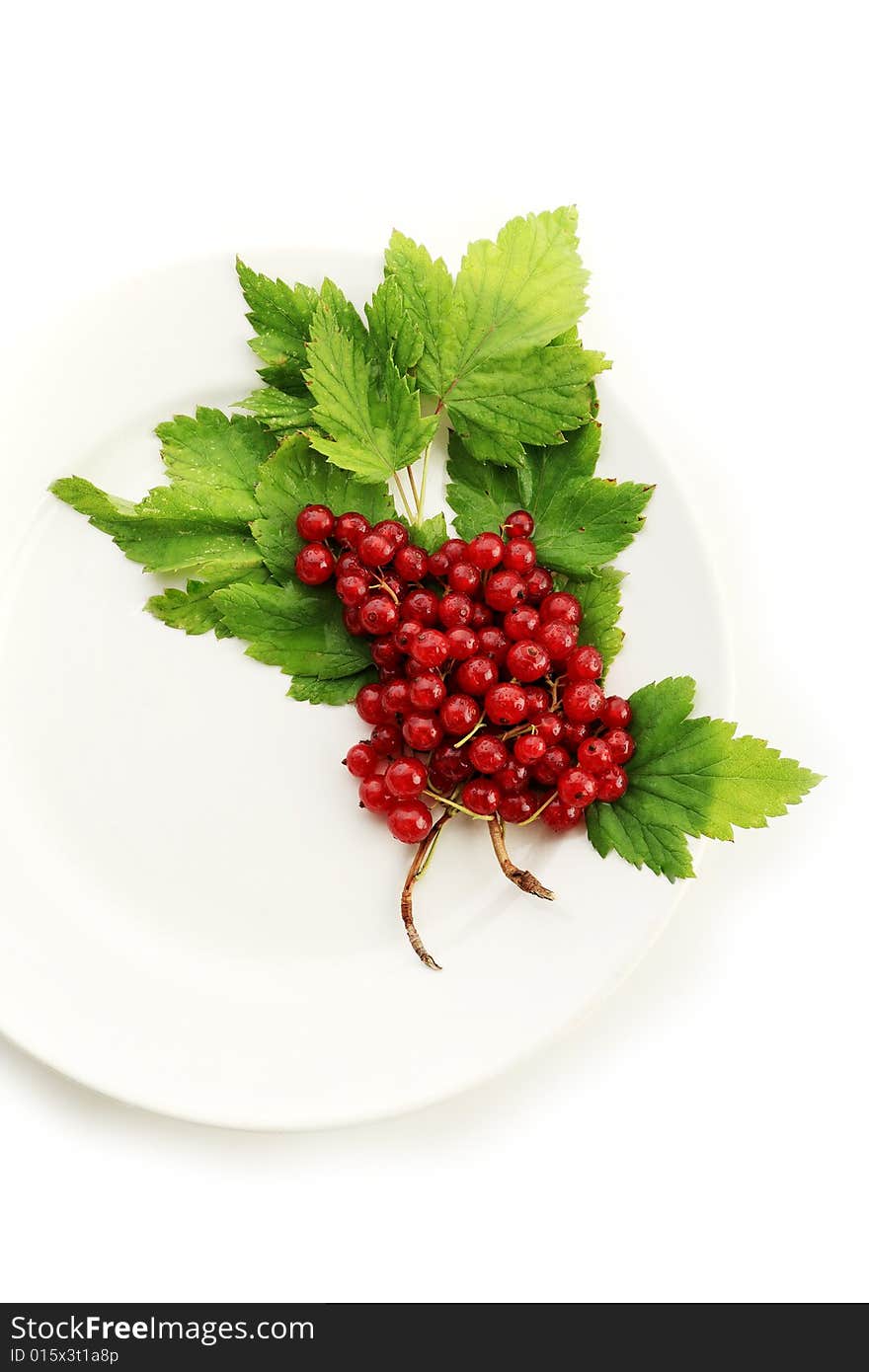 Red currant berries. Shot in a studio. Red currant berries. Shot in a studio.