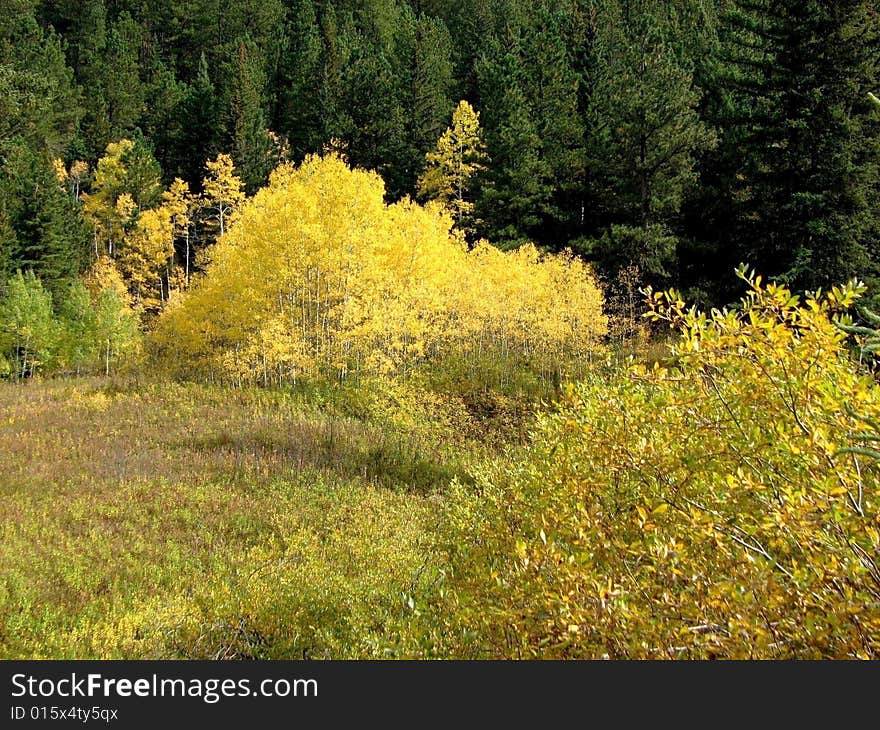 Feild Of Gold