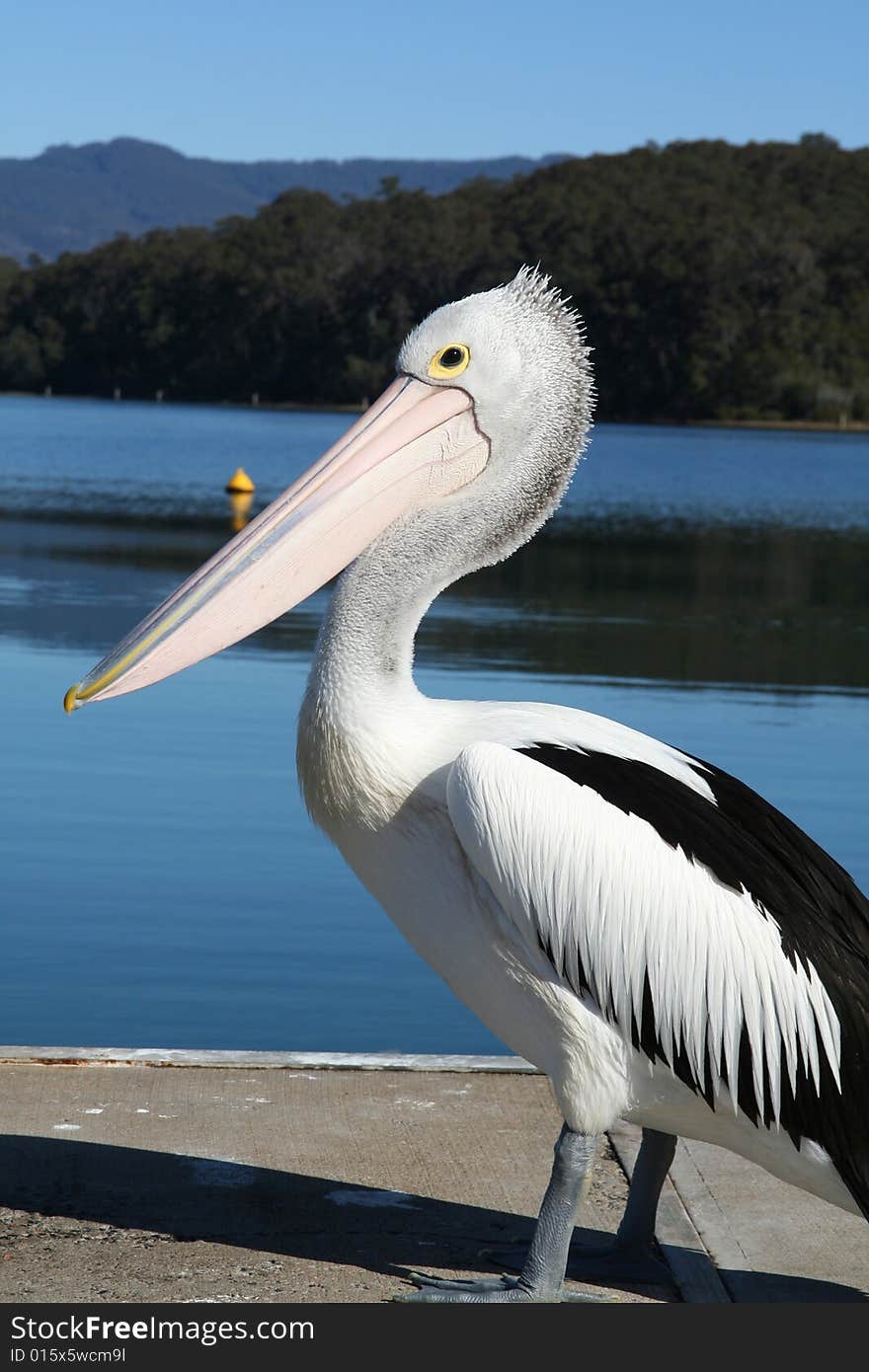 Pelican on the jetty in Narooma. Pelican on the jetty in Narooma