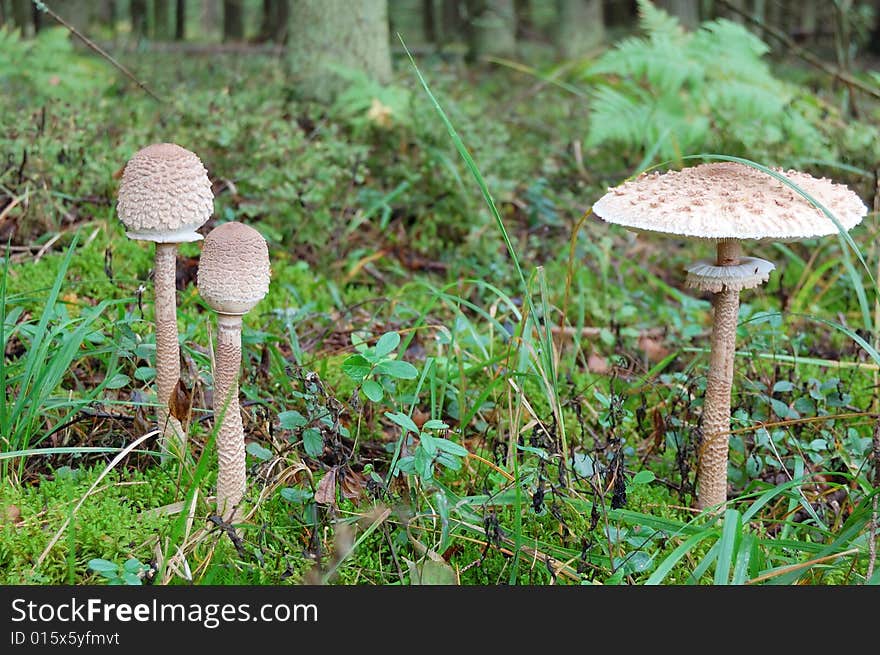 Toadstool mushroom in moss in autumn forest