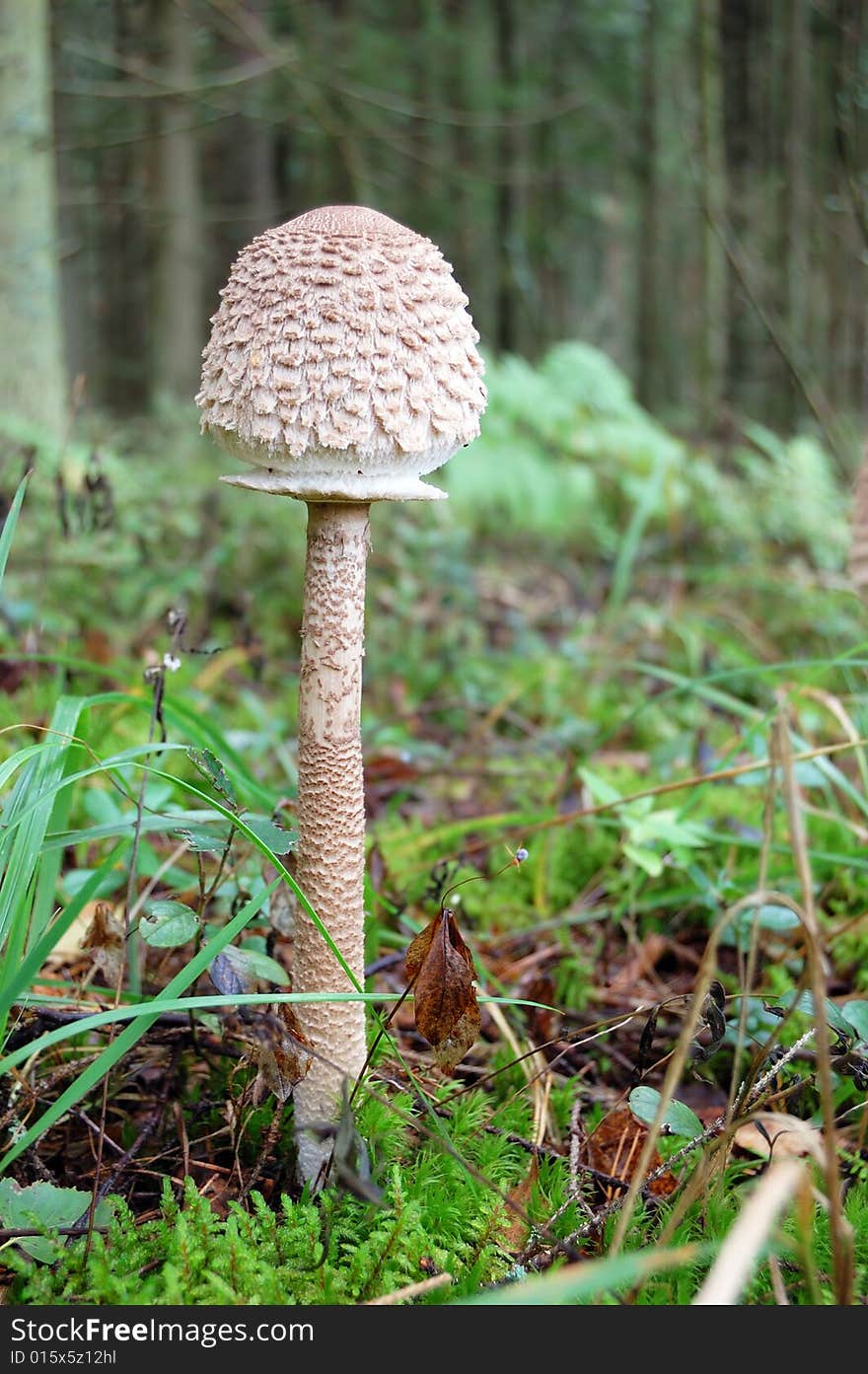 Toadstool mushroom in moss in autumn forest