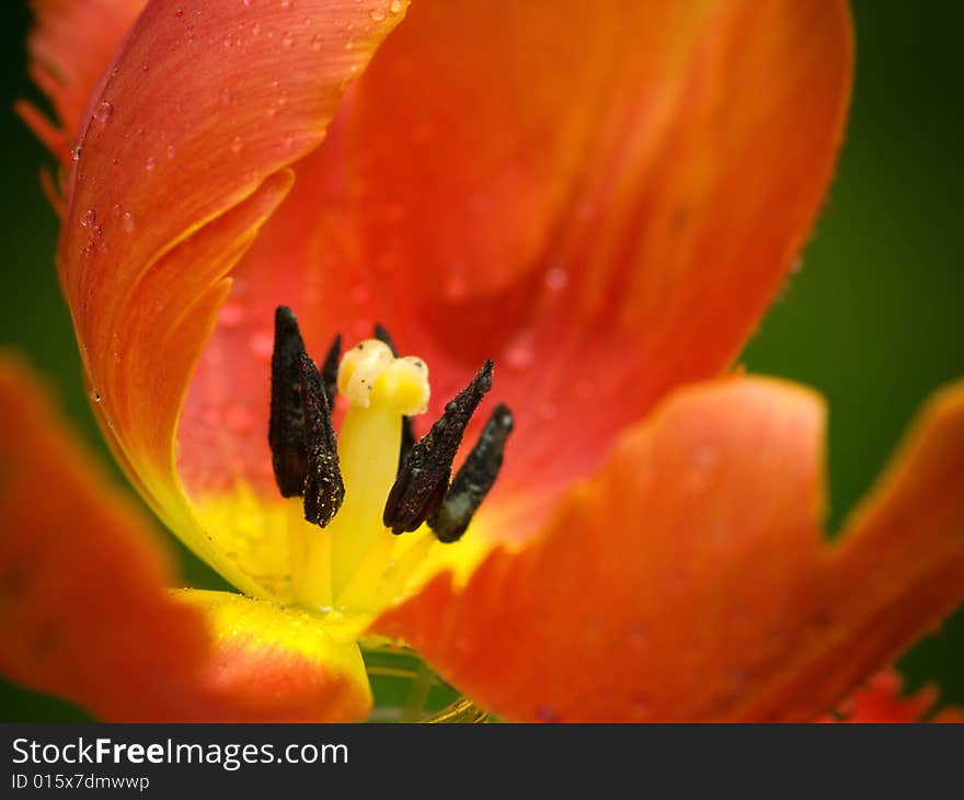 A tulip blossoms in the springtime. A tulip blossoms in the springtime.