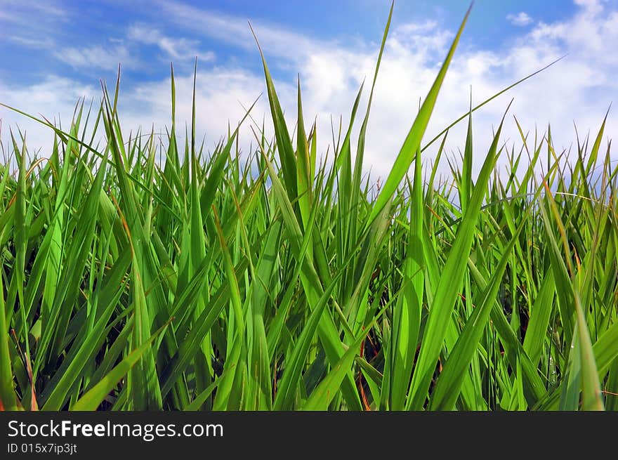 Green grass over a blue sky and clouds