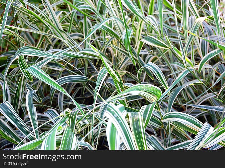 Background of green grass, close-up