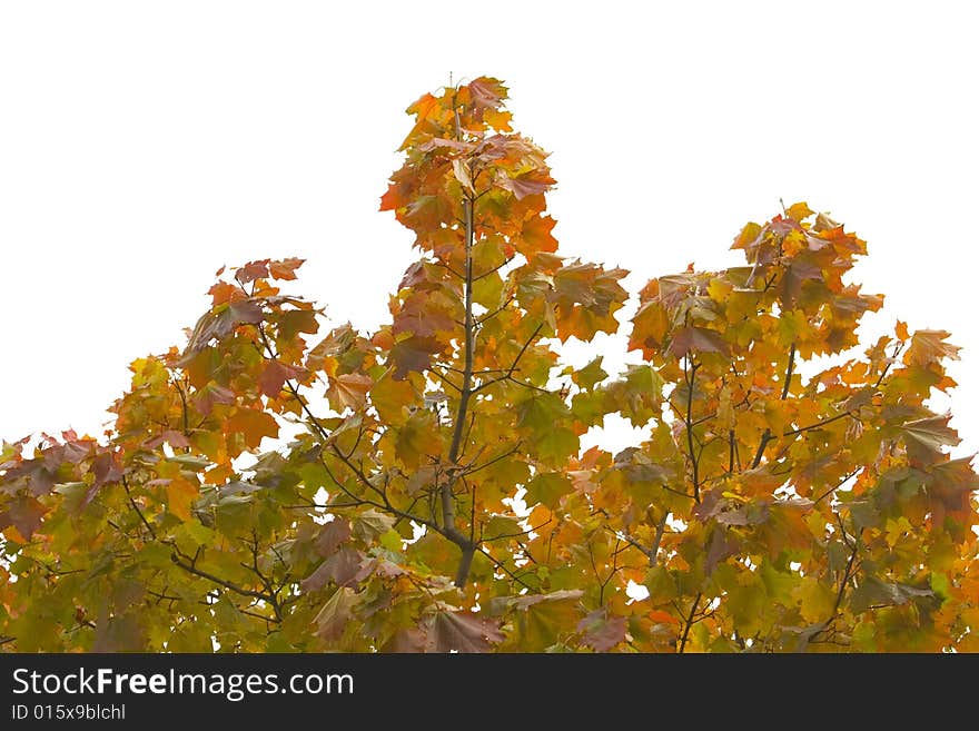 Yellow maple leaves on white ground