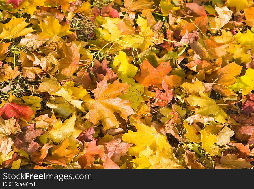 Background of Yellow maple leaves