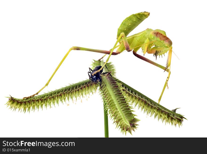 Mantis Hunting Isolated On White