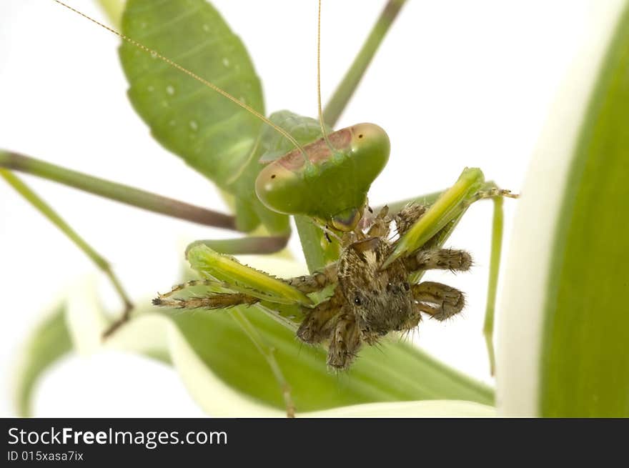 Mantis Hunting Isolated On White