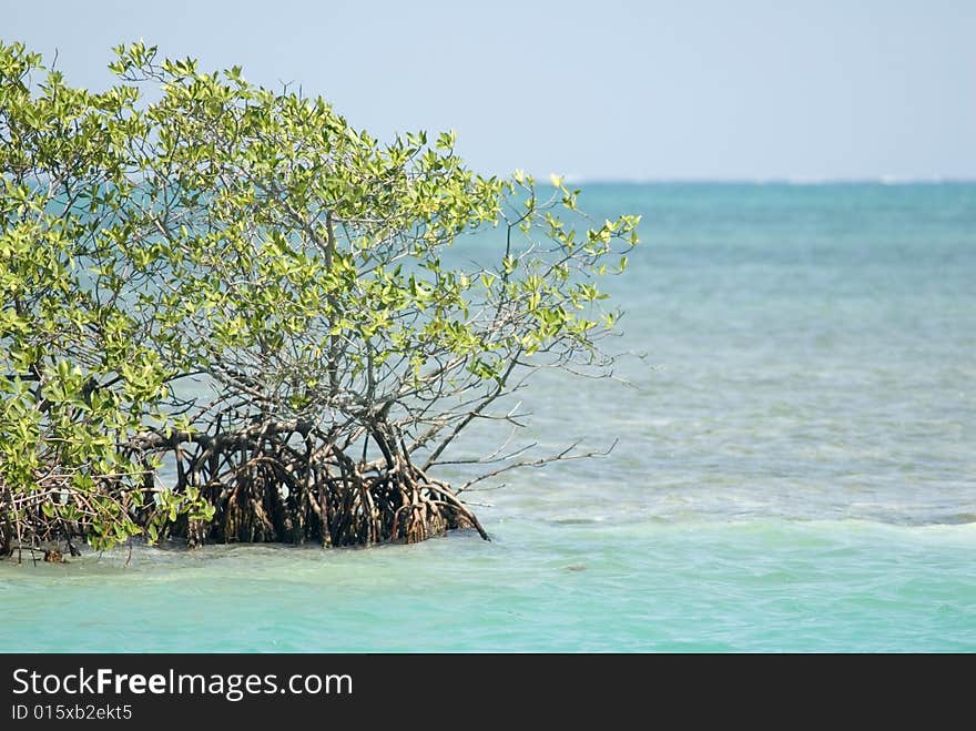 Mangrove in Caye Caulker, Belize