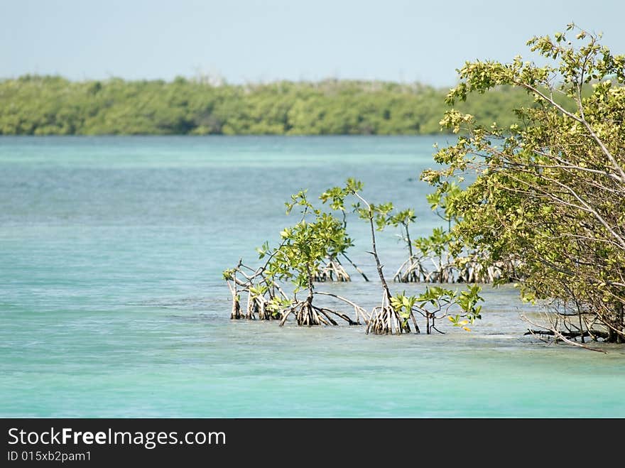 Mangrove in Caye Caulker, Belize