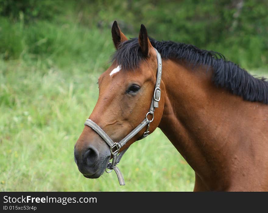 Beautiful brown horse from the side