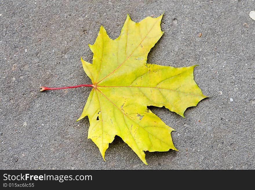 Yellow maple leave on gray asphalt