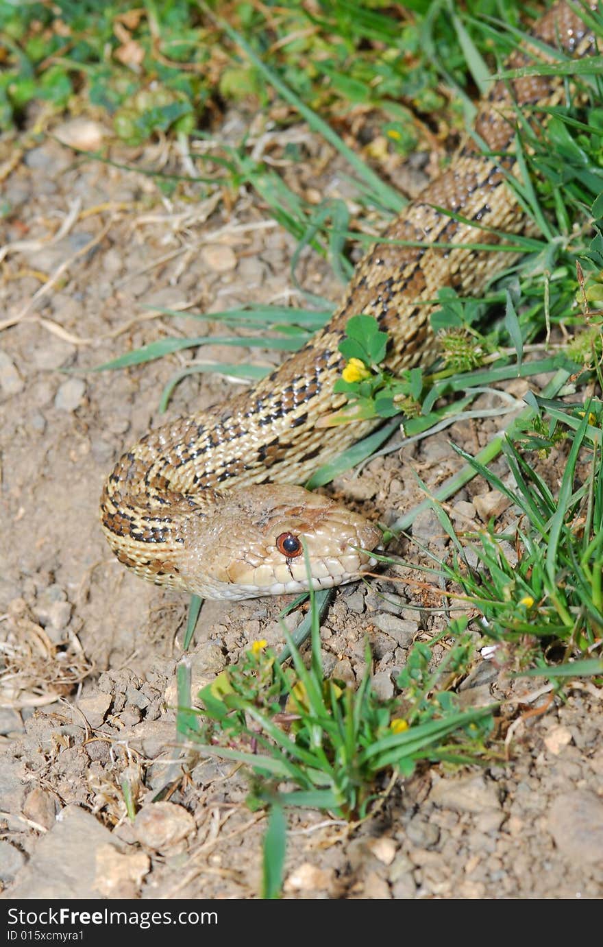 California Gopher snake, Henry coe state park, Santa Clara County, California. California Gopher snake, Henry coe state park, Santa Clara County, California