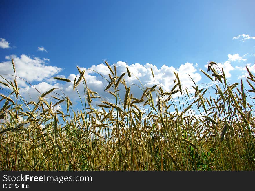 Wheats Spike