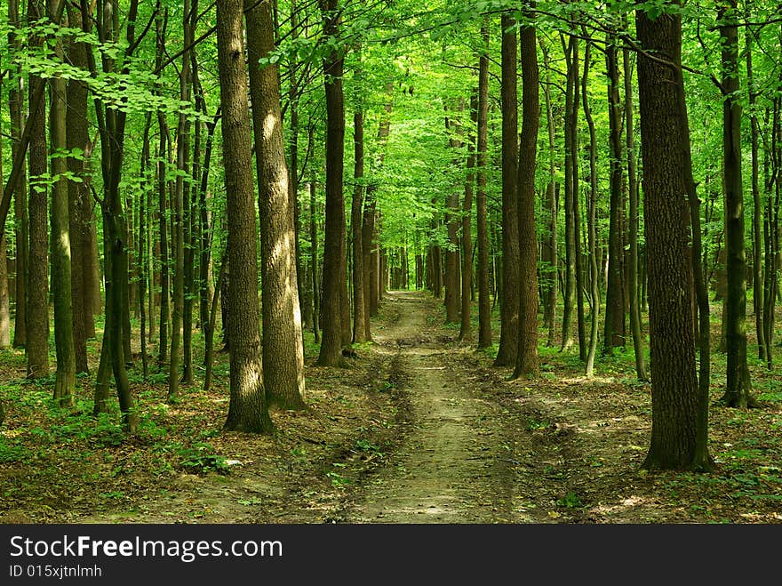 A path is in the green forest