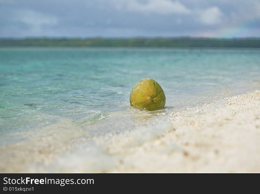 Coconut On A Deserted Beach