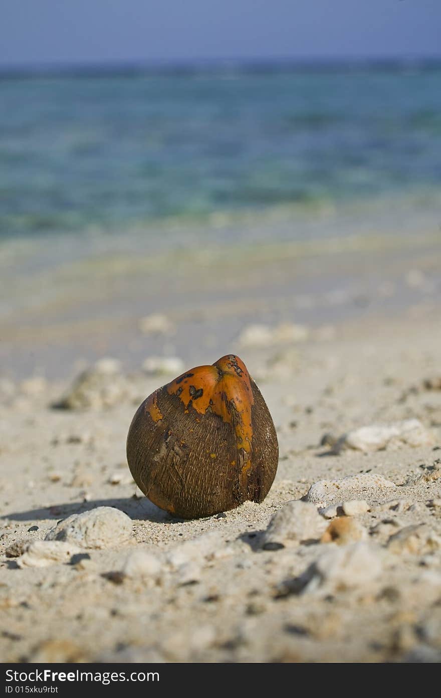 A macro shot of a coconut washed ashore on a deserted tropical beach with a lagoon in the background. A macro shot of a coconut washed ashore on a deserted tropical beach with a lagoon in the background