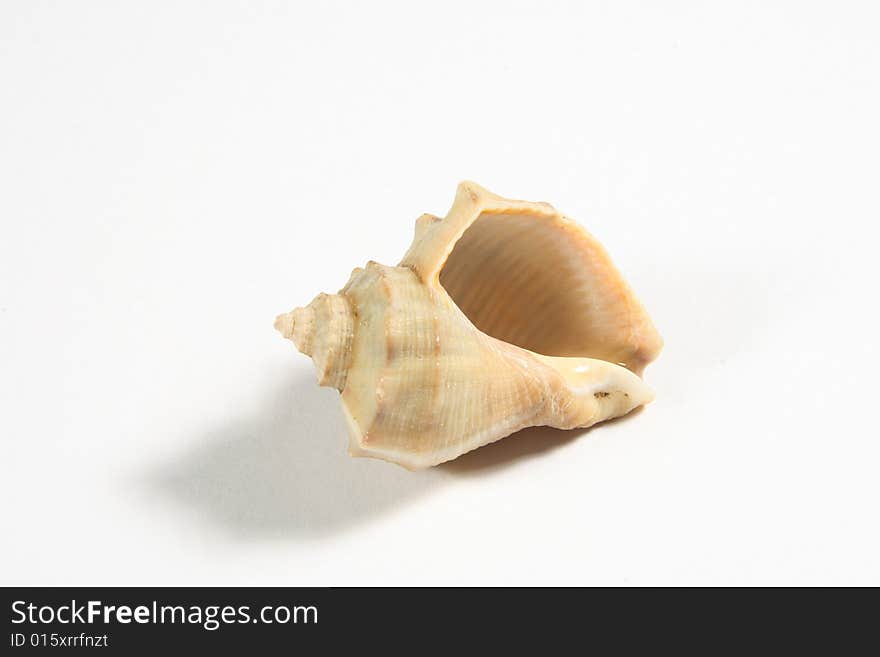 Sea rapa shell on white background.