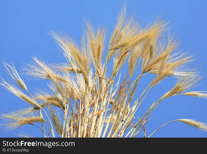 Wheat stems.