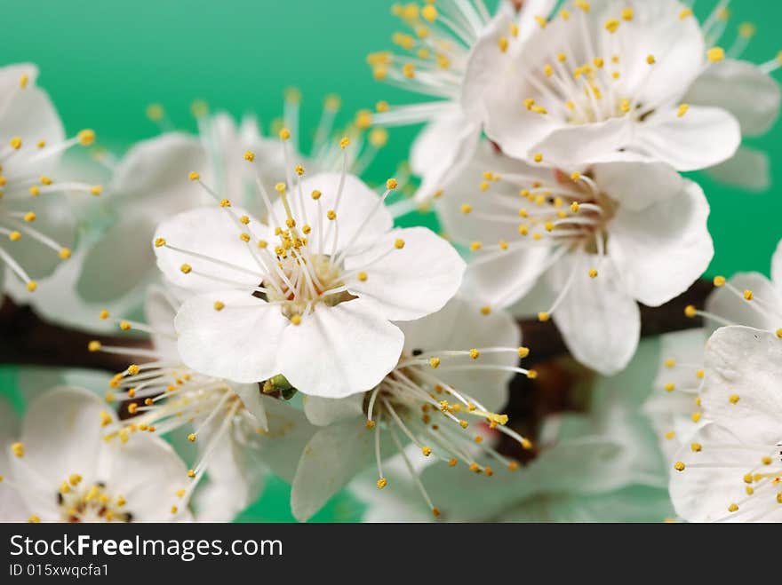 Blossoming branch of a tree. A fruit tree - an apricot, blooming in the early spring