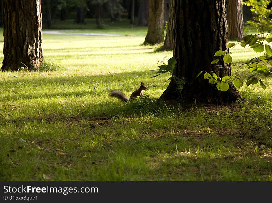 Squirel Under A Tree