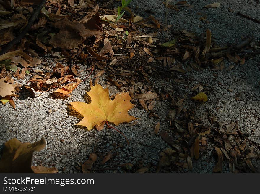 Yellow leaf isolated on the grey background