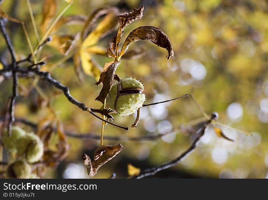 Chestnuts On The Tree