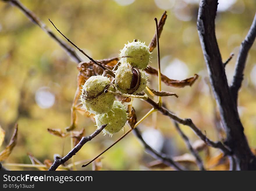 Big Chestnuts