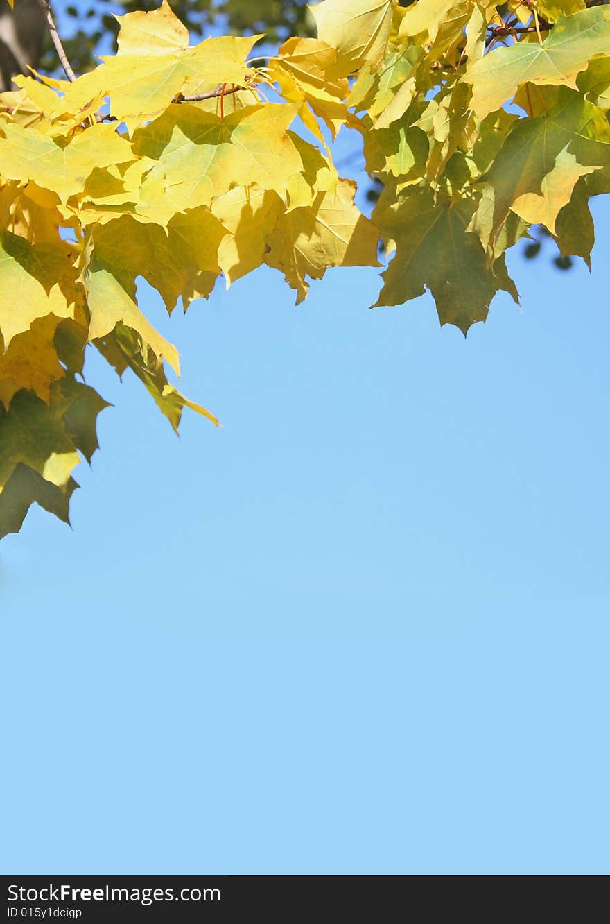 Framework from yellow, orange and red leaves. Framework from yellow, orange and red leaves.