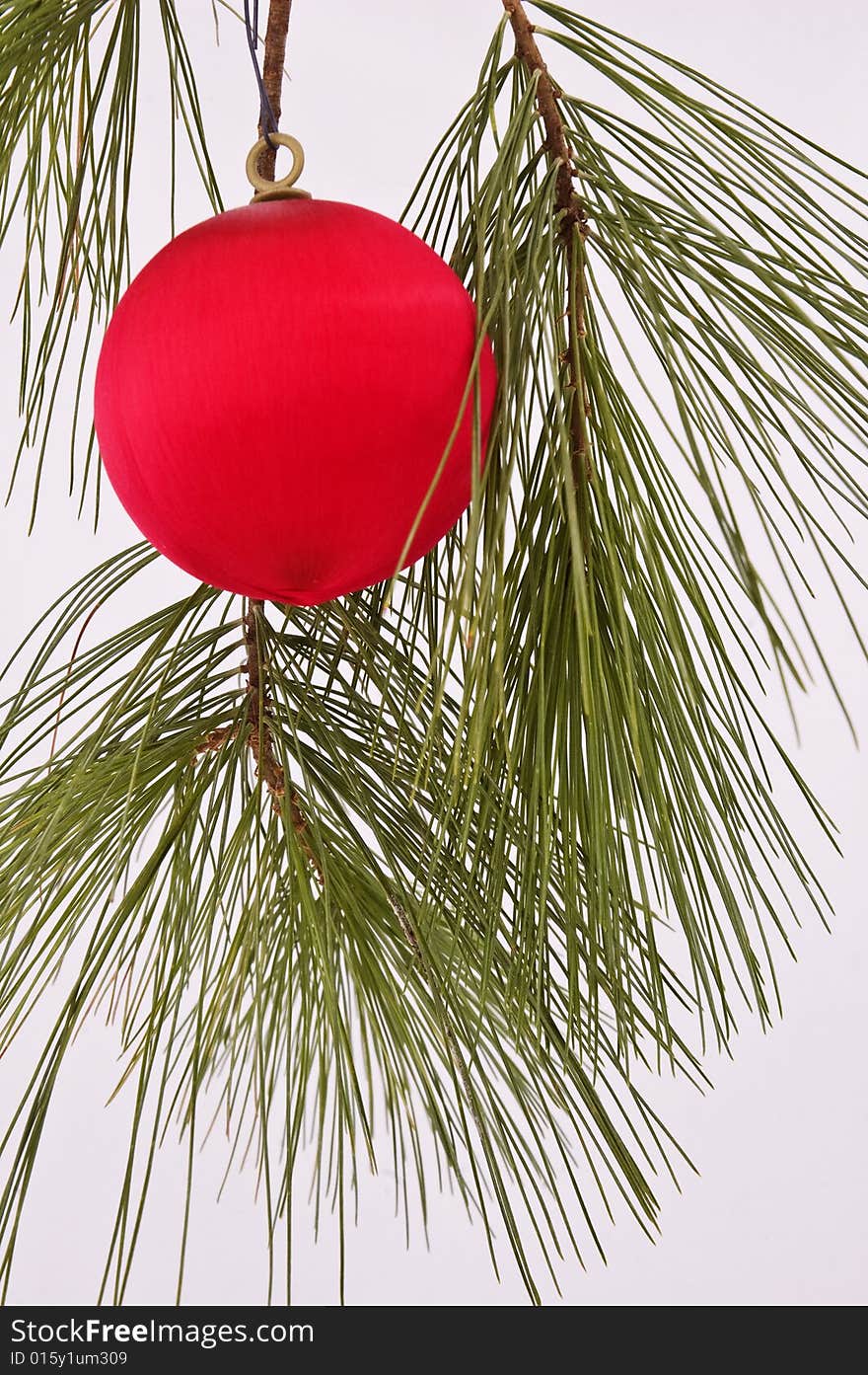 A red tree ornament hanging from a pine tree branch against a white background. A red tree ornament hanging from a pine tree branch against a white background