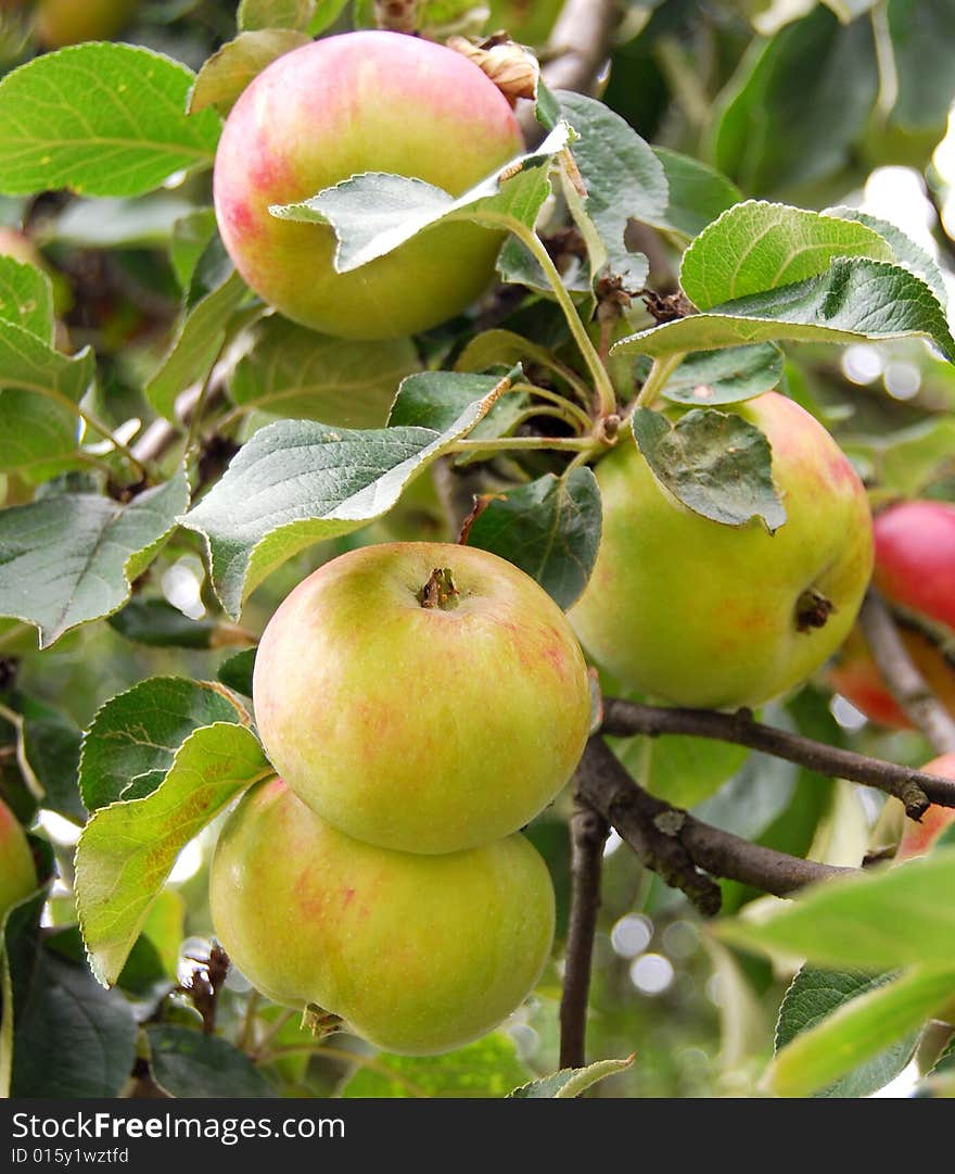 Apples on tree