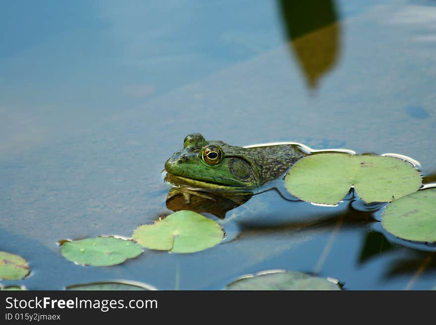 Green bullfrog in a pond