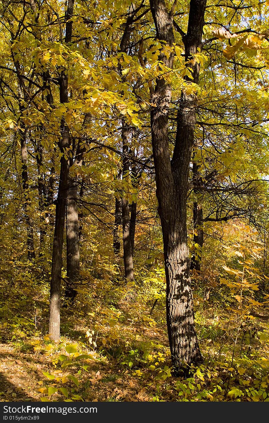 Multi-coloured autumn leaves on trees