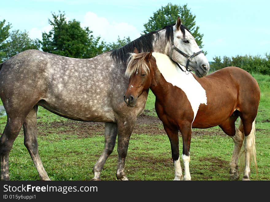 Portrait of horse; Horse head image close. Portrait of horse; Horse head image close