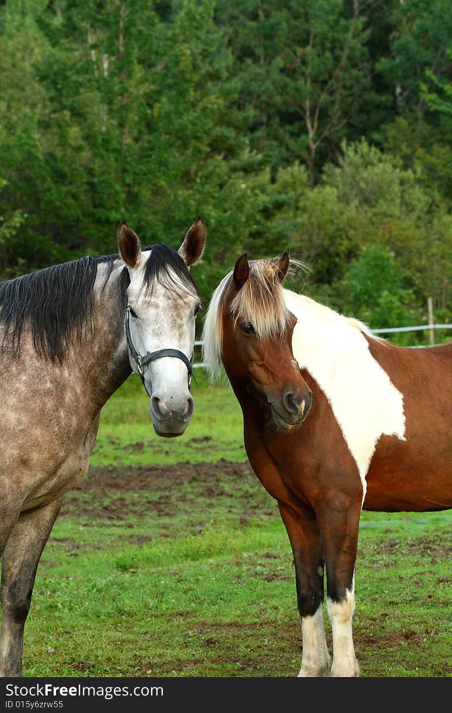 Horse couple