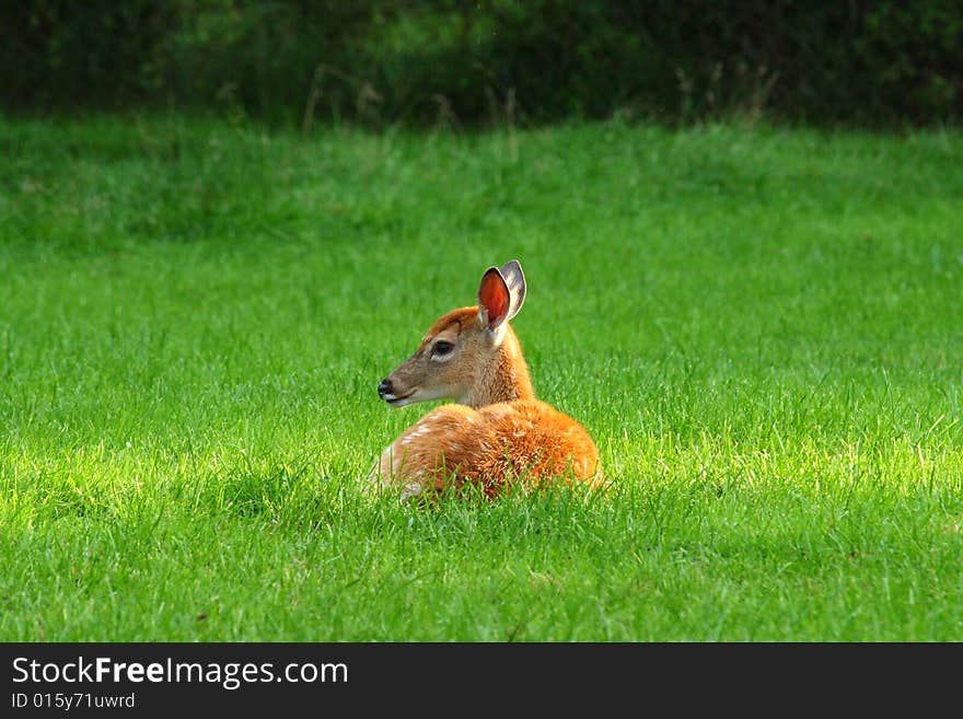 Deer sleeping on grass in the field.