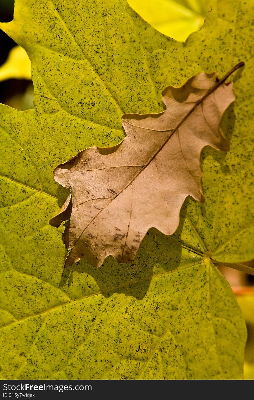 Multi-coloured autumn leaves on trees