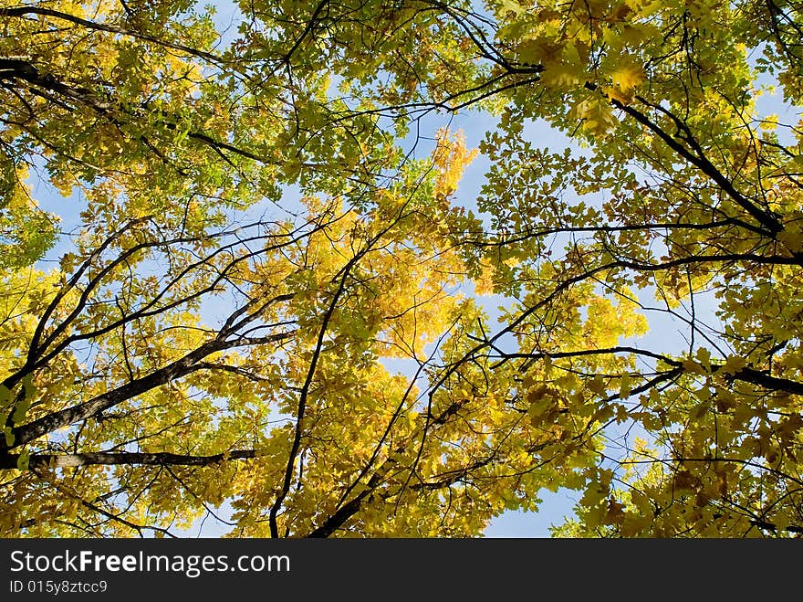 Multi-coloured autumn leaves on trees